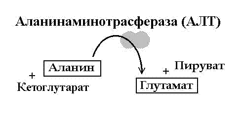 Рис. 6. Схема взаимодействия 
   аланинаминотрасферазы...