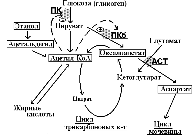 Рис. 8.  Схема последствий 
вмешательства алкоголя в общий метаболизм - активизация аспартатаминотрасферазы